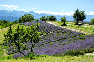 campo di lavanda a Sale San Giovanni