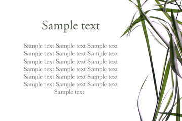 Poster with grass on isolated background for sample text. An article about natural cosmetics.