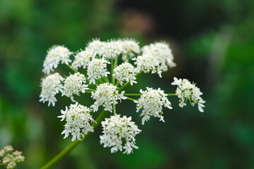 Wild Angelica Flowers