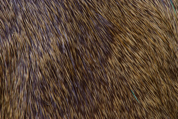 fur texture, brown deer