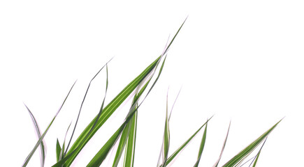 Green grass on white isolated background.