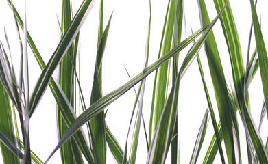 Green grass on white isolated background.
