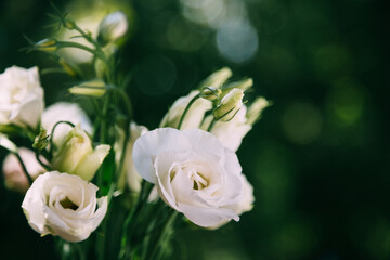 A bouquet of fresh white roses on a green blur background sunny day. Bunch of flowers