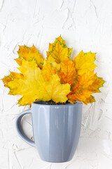 Yellow maple leaves in the grey cup on white background