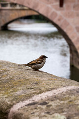 A male European sparrow bird (Passer domesticus) in Nuremberg’s historic City Center, Germany. Vertical view.