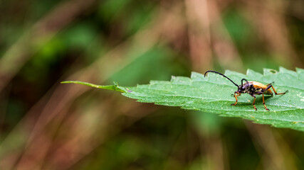 black bug on green leaf