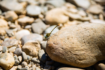 Une libellule sur un caillou