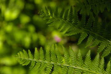 green fern leaves