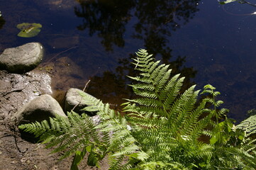 Obraz premium fern in the forest