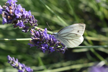 butterfly on lavender