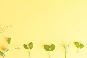 fresh sweet pea sprout on yelllow background. Concept micro greens, gardening, growing greenery at home, healthy, ingredient for salad. Flatlay, copyspace