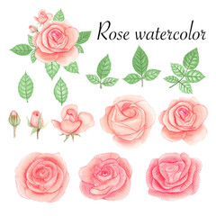 Set of rose watercolor elements. Flower, leaves, bud, botanic isolated on white background. Hand drawn vector illustration.