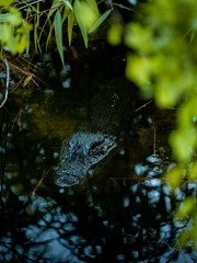 American alligator swimming in a pond