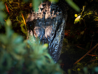 American alligator swimming in a pond