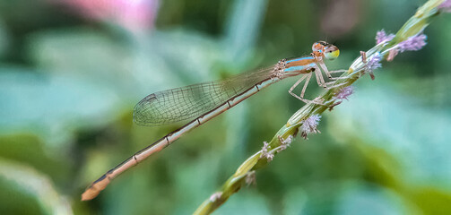 colorful dragonfly