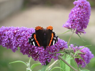 Butterfly sitting on budley flower.  Insect in the garden. Vanessa atalanta image. For articles,...