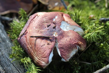 mushrooms forest mushroom picking mushroom pickers quiet hunting vegetarianism mushroom on a white...