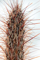 Vertical macro detail of an erect and deeply ribbed and spiny cactus. 