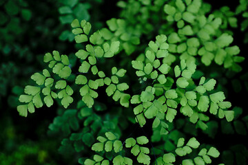 Green leaves pattern isolated on a black background