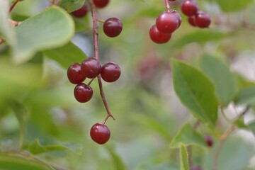 Wild red cherry, berry picking in the forest.