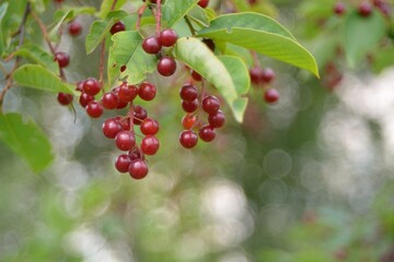 Wild red cherry, berry picking in the forest.