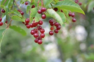 Wild red cherry, berry picking in the forest.