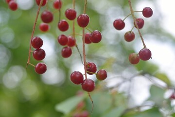 red berries on a branch