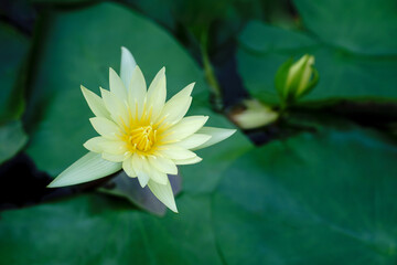 a close up of the yellow lotus flower