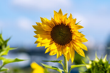 agronomist works in yellow sunflower field. Farmer's hand inspects a blooming sunflower flower. A...
