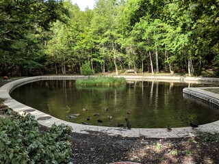 Fototapeta na wymiar pond in the forest with ducks