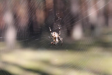 cross spider sitting hanging on a web with a cross on its back wildlife insect