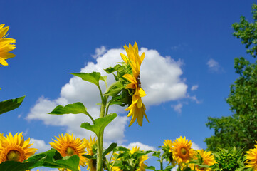 close-up - a yellow sunflower growing in a field against a background of sky and clouds