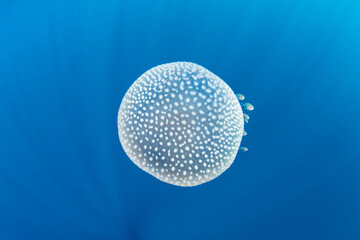 A beautiful jellyfish drifts in blue water as a swift current pushes it into open ocean in Indonesia.