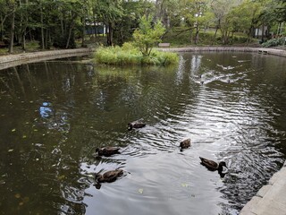 pond in the forest