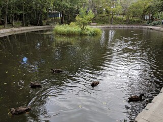 pond in the forest