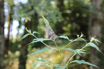 Natura