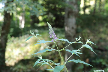 Natura