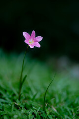 Fototapeta premium Closeup of pink flowers with dark background