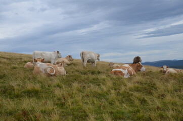 Obraz premium Vaches en montagne