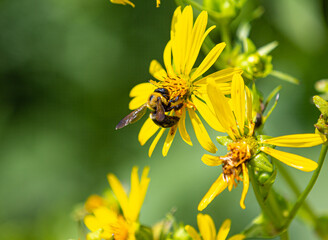 Bee on a Flower