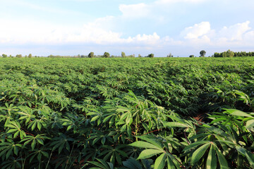 Fototapeta na wymiar green tea plantation in thailand