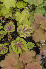 Densely arranged colored leaves of begonia，Begonia cathayana Hemsl