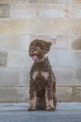 Sitting brown young lagotto romagnolo