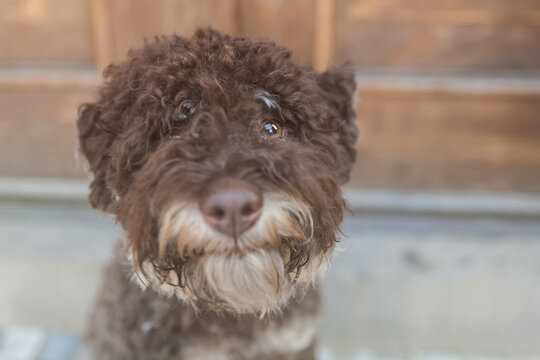 Portrait of young brown lagotto romagnolo from above