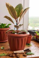 Transplanting houseplants. Home gardening. Plant care. Transplanted ficus in a new pot. All around a light landscaping mess.