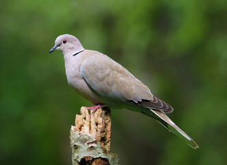 Profile Of A Collared Dove, Streptopelia Decaocto, Perched On A Twig With A Diffuse Green Background. UK