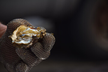 Man opening fresh oysters at market close up