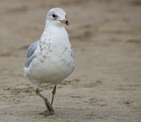 Sea gull bird walking style and wings open