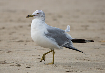 Sea gull bird walking style and wings open