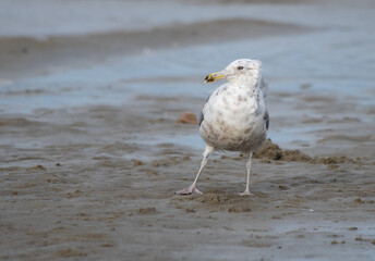 Sea gull bird walking style and wings open